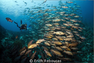 Snappers and diver by Erich Reboucas 